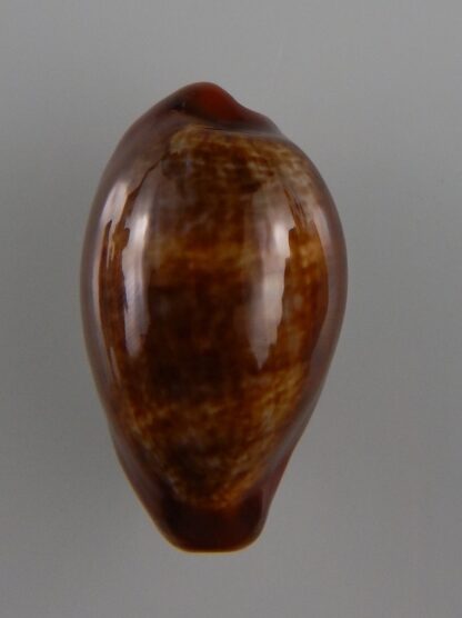 Zonaria pyrum insularum nigromarginata 33,8 mm Gem-32442
