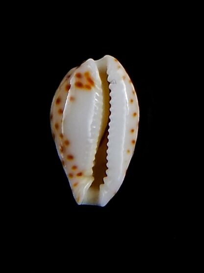 Naria thomasi 12,7 mm Gem-32362