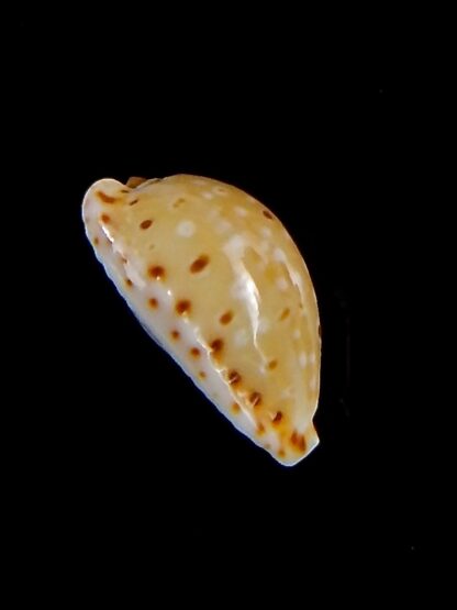 Naria thomasi 12,7 mm Gem-32361