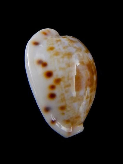 Talostolida rashleighana 20 mm Gem-32374