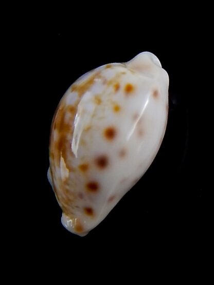 Talostolida rashleighana 20 mm Gem-32375