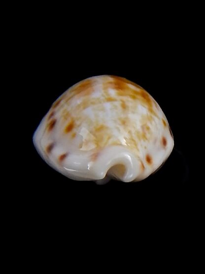 Talostolida rashleighana 20 mm Gem-32377