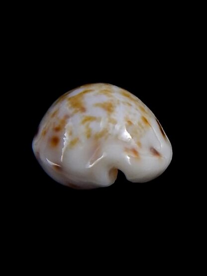 Talostolida rashleighana 20 mm Gem-32378