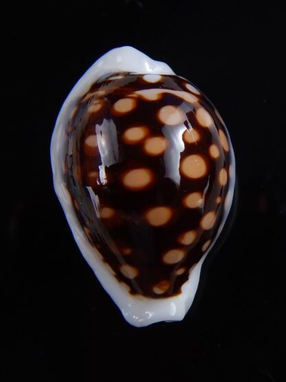 Cribrarula exmouthensis magnifica 30 mm Gem-32387