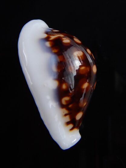 Cribrarula exmouthensis magnifica 30 mm Gem-32392