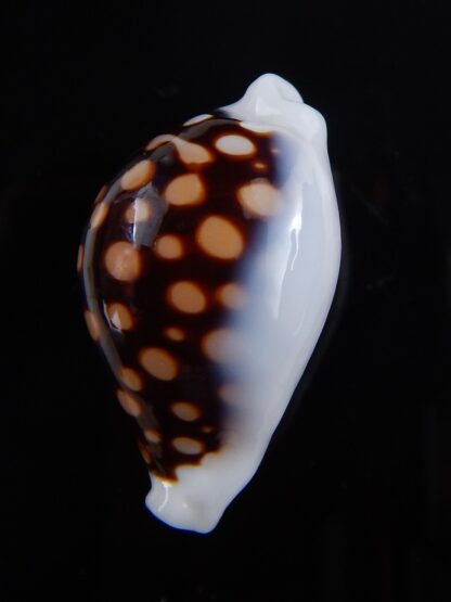 Cribrarula exmouthensis magnifica 30 mm Gem-32389