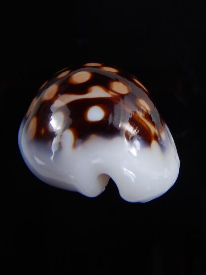 Cribrarula exmouthensis magnifica 30 mm Gem-32390