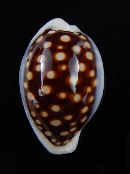 Cribrarula exmouthensis magnifica 34,6 mm Gem-32419