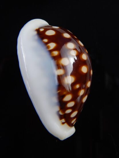 Cribrarula exmouthensis magnifica 34,6 mm Gem-32418