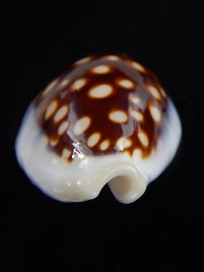 Cribrarula exmouthensis magnifica 34,6 mm Gem-32417