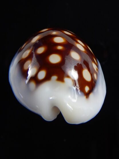 Cribrarula exmouthensis magnifica 34,6 mm Gem-32420