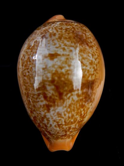 Austrasiatica langfordi poppeorum..GIANT.. 62,6 mm Gem-32500