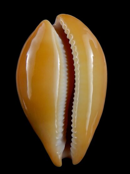 Austrasiatica langfordi poppeorum..GIANT.. 62,6 mm Gem-32502