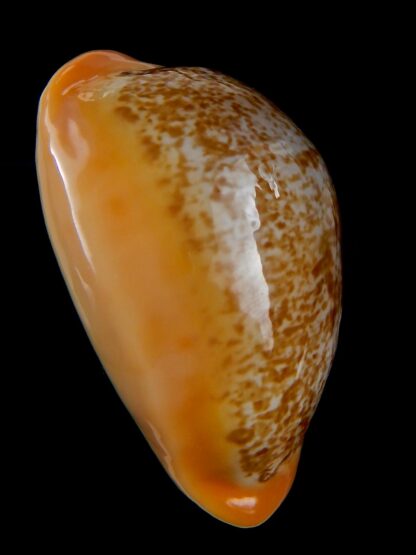 Austrasiatica langfordi poppeorum..GIANT.. 62,6 mm Gem-32501