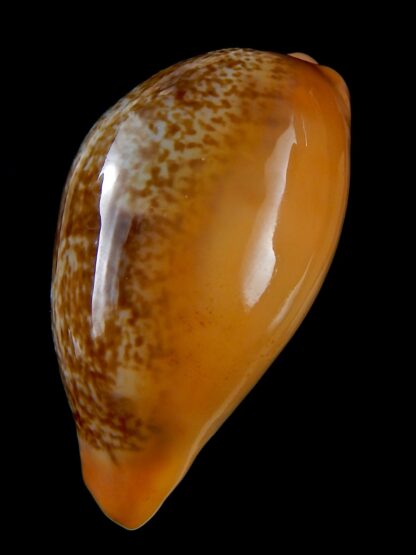 Austrasiatica langfordi poppeorum..GIANT.. 62,6 mm Gem-32504