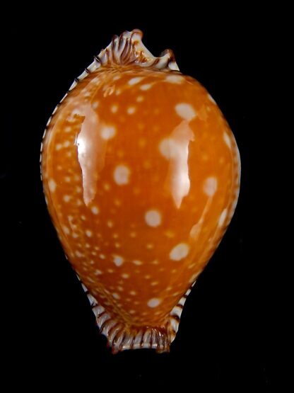 Perisserosa guttata guttata ... 64,3 mm Gem-32554