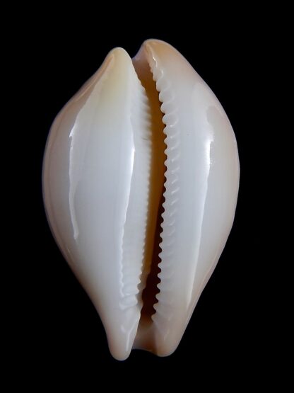 Austrasiatica sakuraii.. Big size ... 47,2 mm Gem -32584