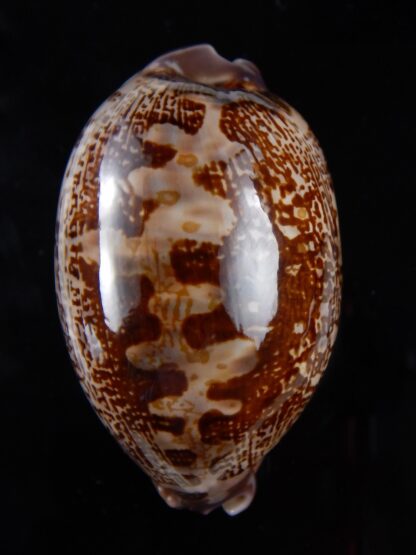 Leporicypraea rosea aliwalensis 62,7 mm Gem-32836