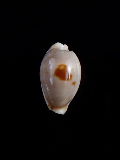 Palmadusta contaminata distans 12,6 mm Gem-33065