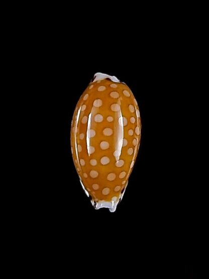 Cribrarula cumingii cleopatra 21,8 mm Gem-32894