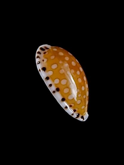 Cribrarula cumingii cleopatra 21,8 mm Gem-32895