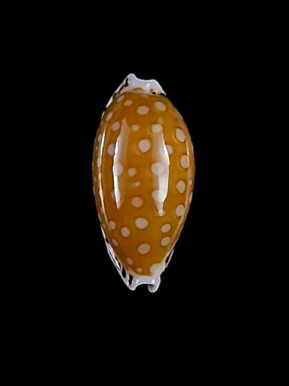 Cribrarula cumingii cleopatra 21,5 mm Gem-32884