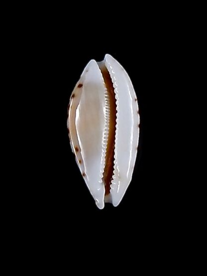 Cribrarula cumingii cleopatra 21,5 mm Gem-32883