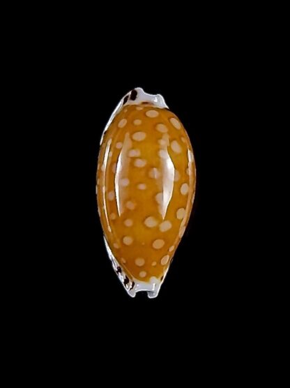 Cribrarula cumingii cleopatra 21,4 mm Gem-32873
