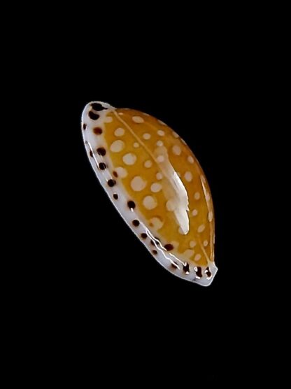 Cribrarula cumingii cleopatra 21,4 mm Gem-32876