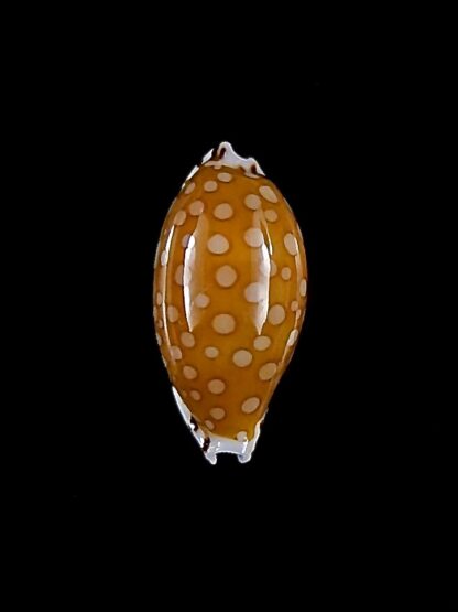 Cribrarula cumingii cleopatra 21,3 mm Gem-32865