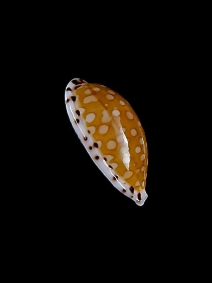Cribrarula cumingii cleopatra 21,3 mm Gem-32866