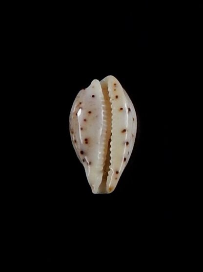 Palmadusta contaminata distans 11,5 mm Gem-33056