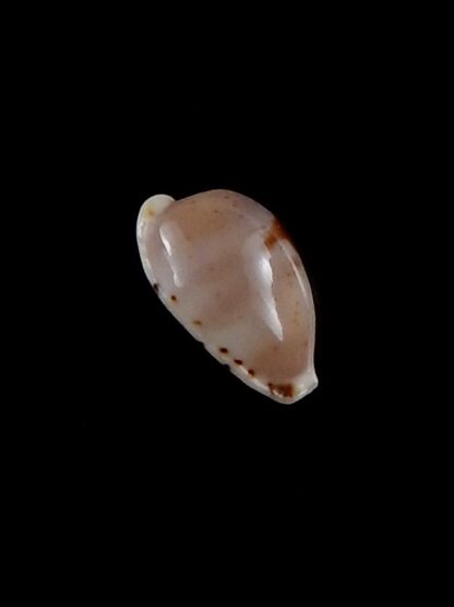 Palmadusta contaminata distans 11,5 mm Gem-33053