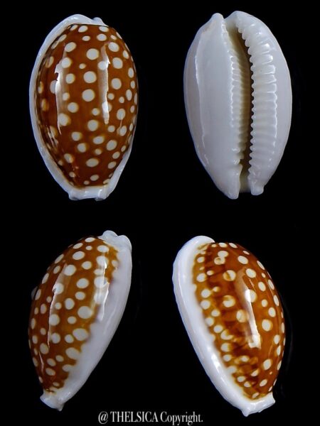 Cribrarula cribraria zadela 31,6 mm Gem-0