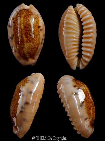 Erronea caurica longior 39,4 mm Gem-0