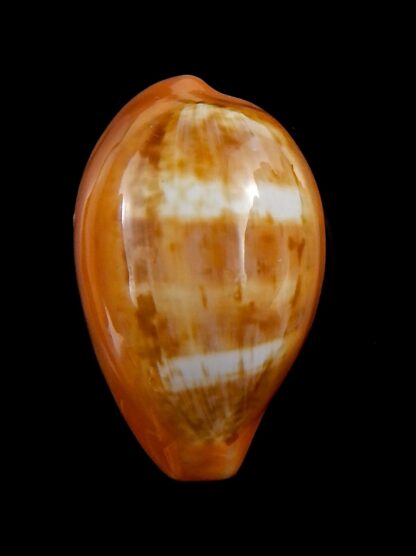 Zonaria pyrum 39,4 mm Gem-33118