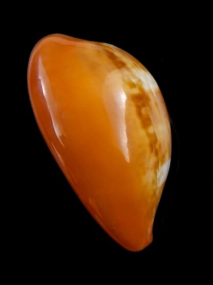 Zonaria pyrum 39,4 mm Gem-33120