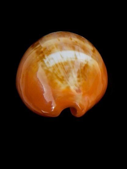 Zonaria pyrum 39,4 mm Gem-33122