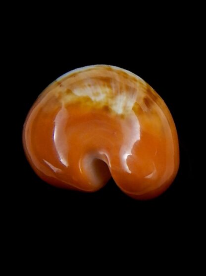 Zonaria pyrum 39,4 mm Gem-33119