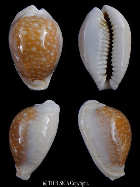 Naria miliaris 38,5 mm Gem-0