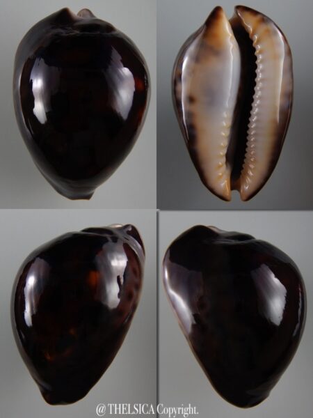 Zoila venusta episema sorrentensis ...Black... 62,6 mm Gem -0