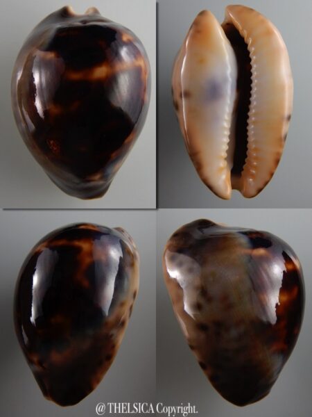Zoila venusta episema episema ...darck ... 65 mm Gem-0