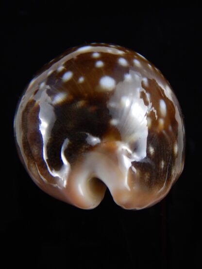 Lyncina vitellus 57,8 mm Gem-33503