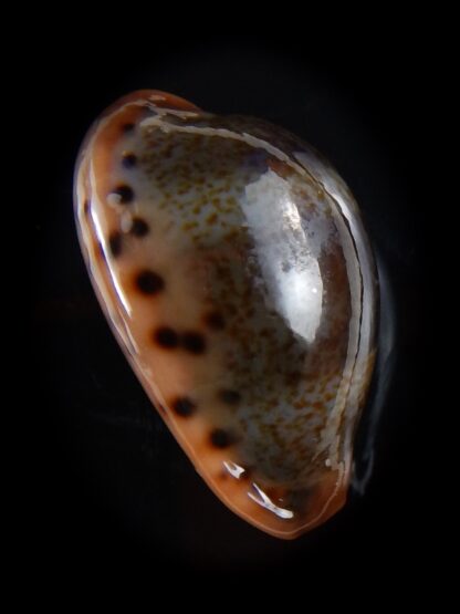 Erronea xanthodon 25,9 mm Gem-33473