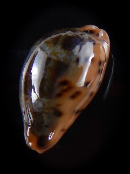 Erronea xanthodon 25,9 mm Gem-33476