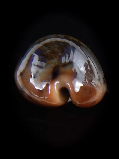 Erronea xanthodon 25,9 mm Gem-33477