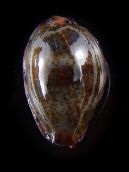 Erronea xanthodon 27,5 mm F+++/Gem-33485