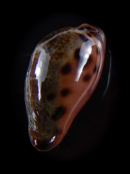 Erronea xanthodon 27,5 mm F+++/Gem-33490