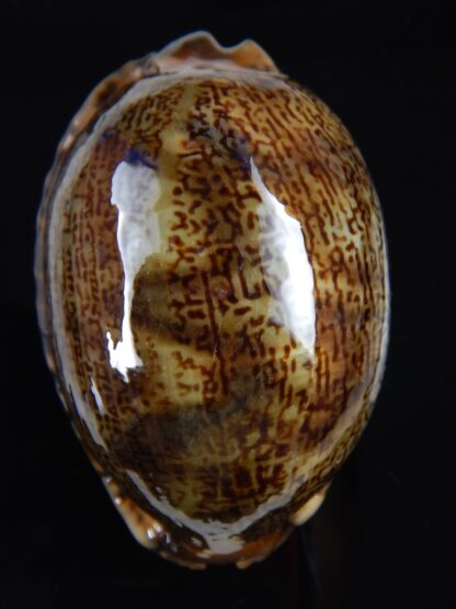 Mauritia arabica arabica 61,3 mm Gem-33525