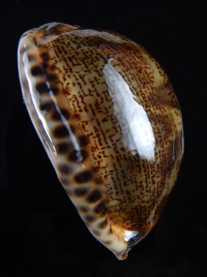 Mauritia arabica arabica 61,3 mm Gem-33528